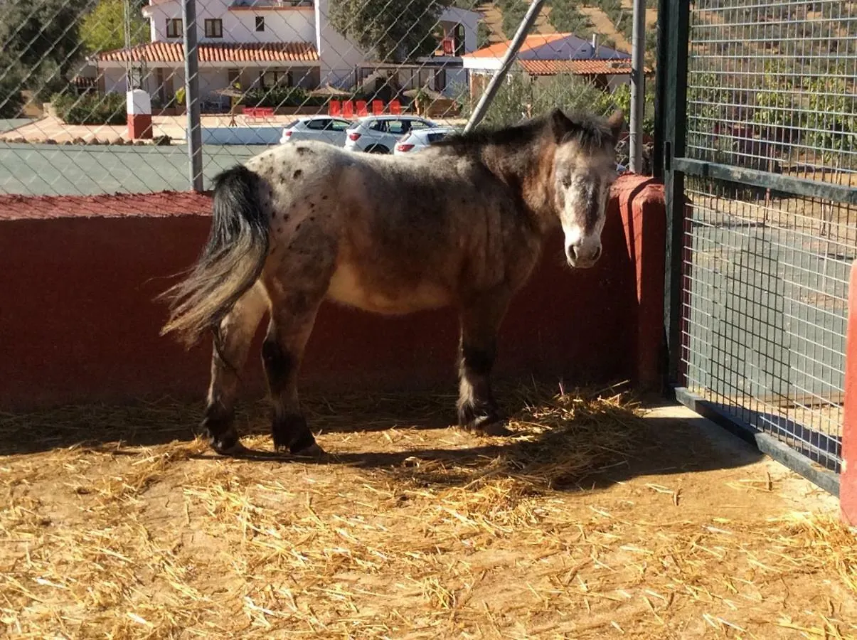 Santa Marta Complejo Rural Con Pista De Padel Guest House Archidona 0*,